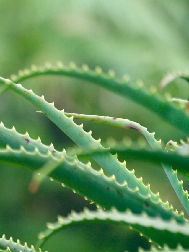 Aloe Vera: Nature’s Summer Elixir for Radiant Health and Healing!