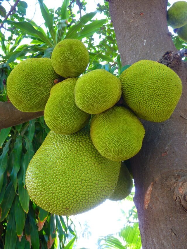 Discover the Top 8 Health Benefits of Jackfruit: A Nutrient-Packed Superfood for Your Well-being
