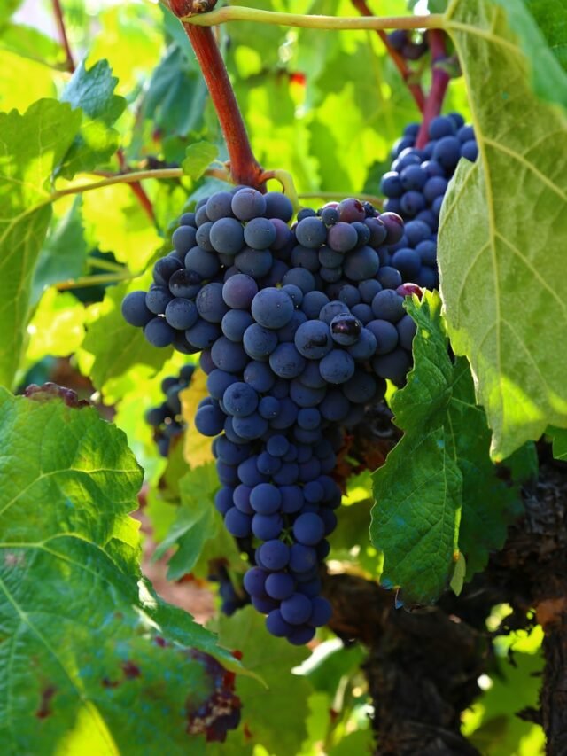 Supercharge with Amazing Benefits and Delicious Uses of Black Grapes