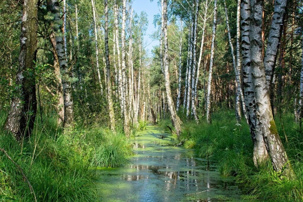 birch trees, forest, bach