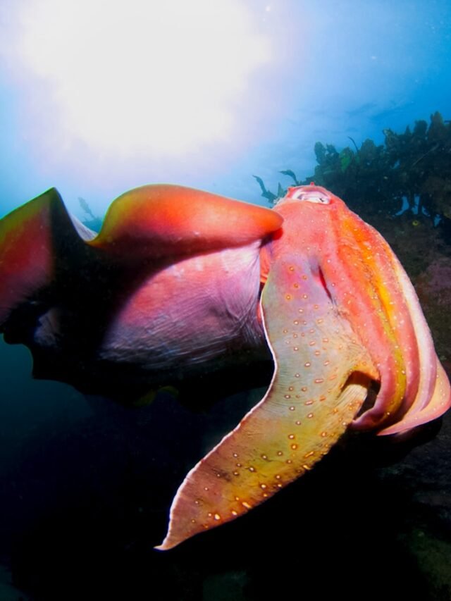 The Wonder of Squids: 10 Facts That Highlight Their Uniqueness