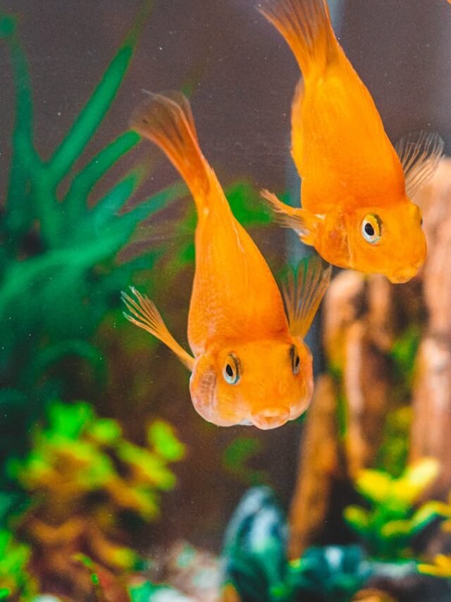 Goldfish Insights: 10 Must-Know Care Tips and Facts  for Aquatic Enthusiasts