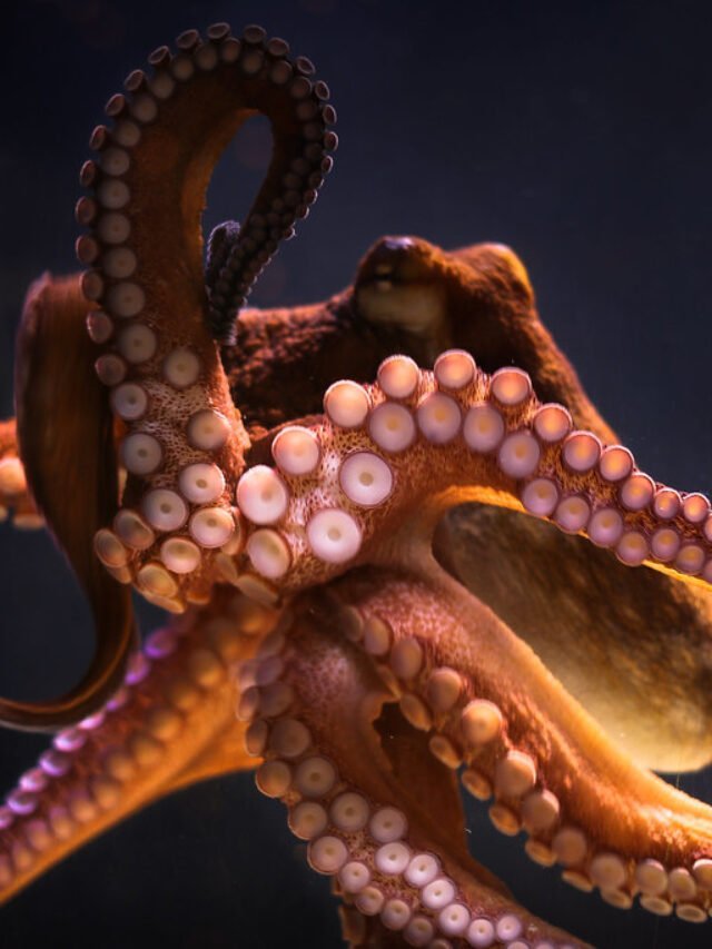 The Wonders of Octopuses: 10 Fascinating Insights