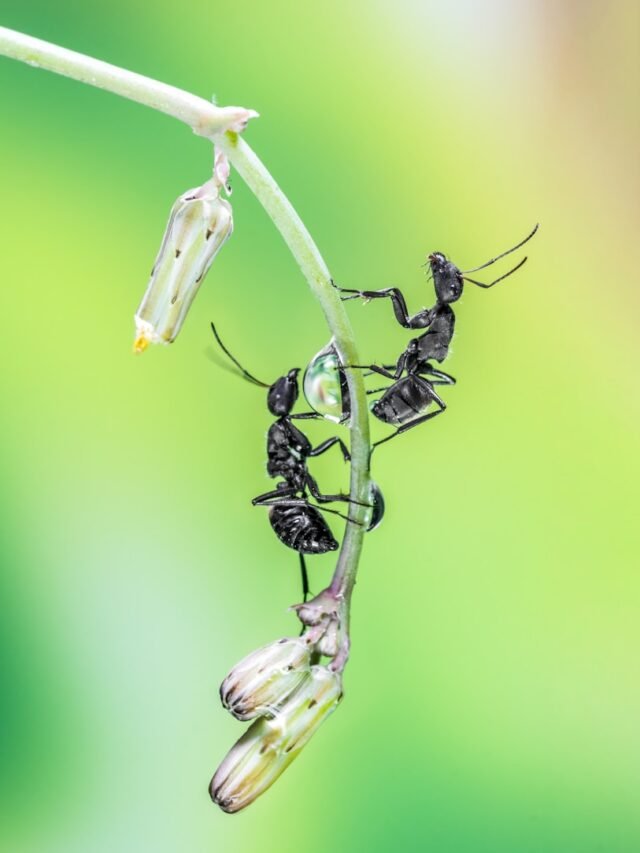 Teamwork and Cooperation: How Ants Achieve Their Goals
