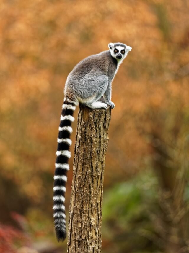 10 Fascinating Facts About Lemurs: Madagascar’s Unique Primates