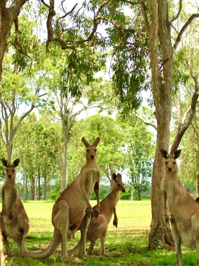 Kangaroo Chronicles:Nature’s Hopping Marvels
