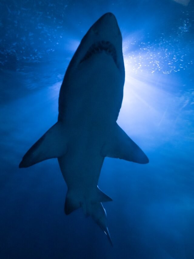 Shark Shenanigans: 10 Amusing and Quirky Facts About Our Fintastic Friends