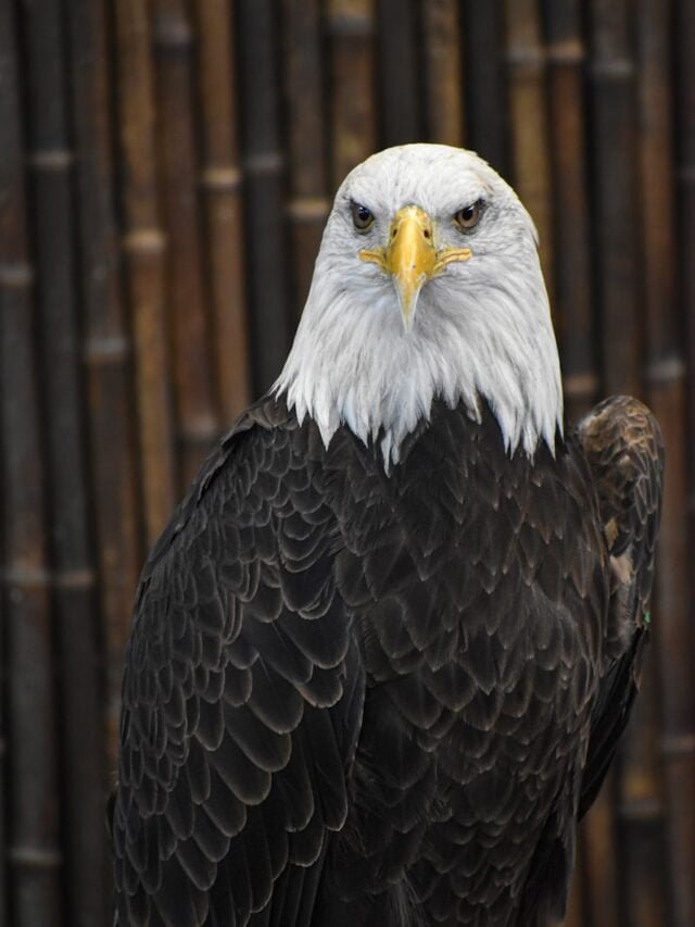Majestic Eagles: The Kings of the Sky