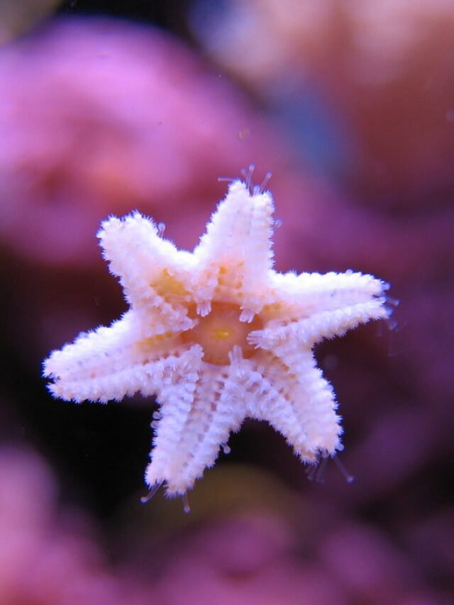 Amazing Starfish Wonders: From Regrowing Arms to Sensing Light