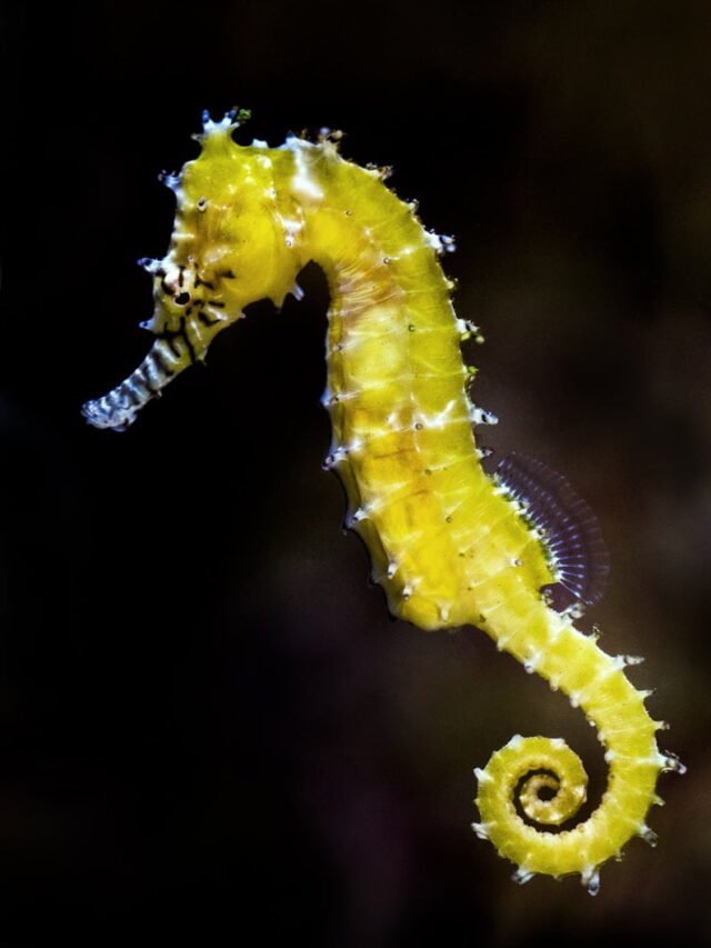 Discover Fascinating Seahorse Facts: From Parental Care to Camouflage