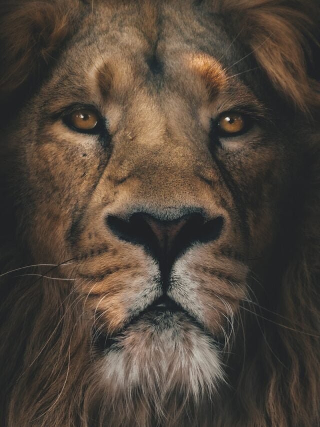 Inspiration from Animals: Lessons on Courage, Perseverance, and Growth