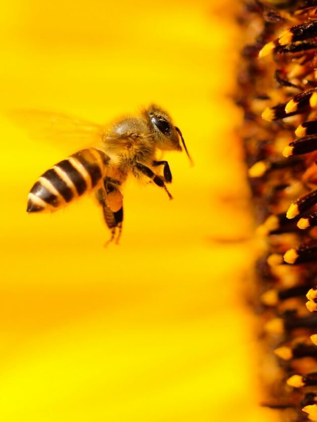 Building Success Like Bees: The Ultimate Teamwork Guide