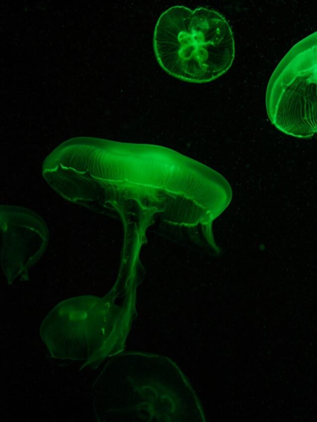 Intriguing Sea Creature Facts: Discover the Wonders of the Ocean