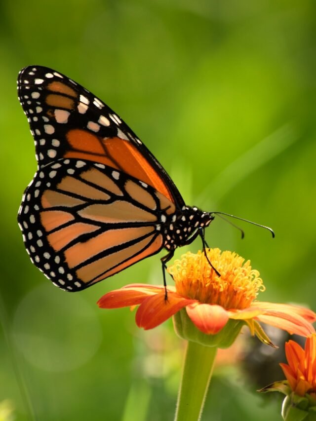 The Magical Metamorphosis: Understanding Butterfly Transformation