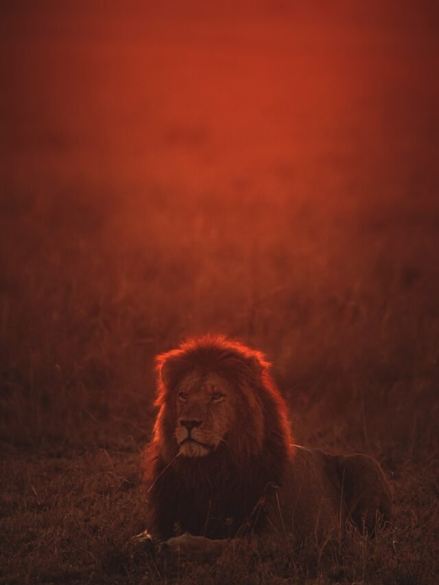 Cultural Symbolism of Lions: From Royalty to Bravery