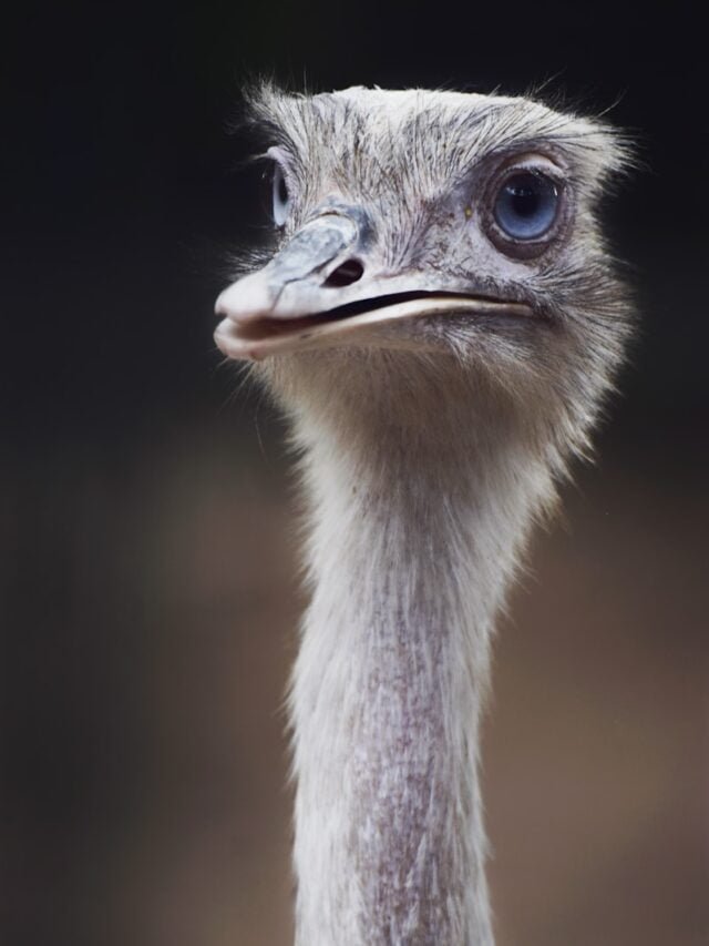 The Mighty Ostrich: Nature’s Fastest Bird on Land