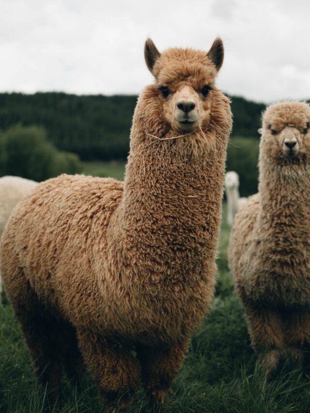 Ultimate Guide to Llamas: Facts, Care, Wool, and More