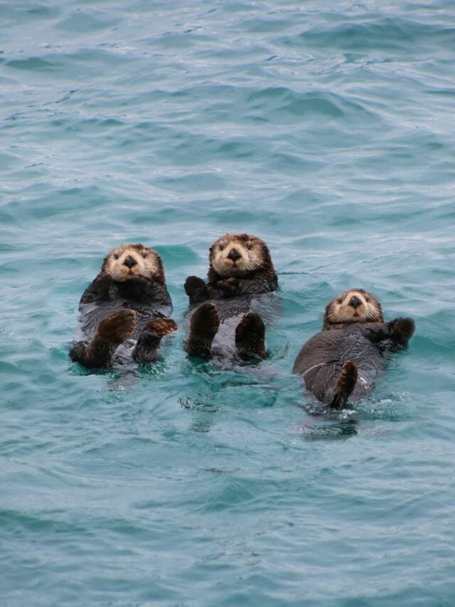 Otters’ Role as Ecosystem Engineers