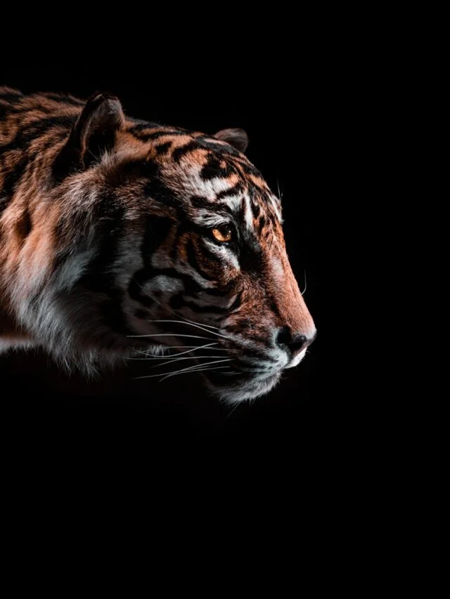 Unveiling the Tiger: 15 Fascinating Facts About This Majestic Predator